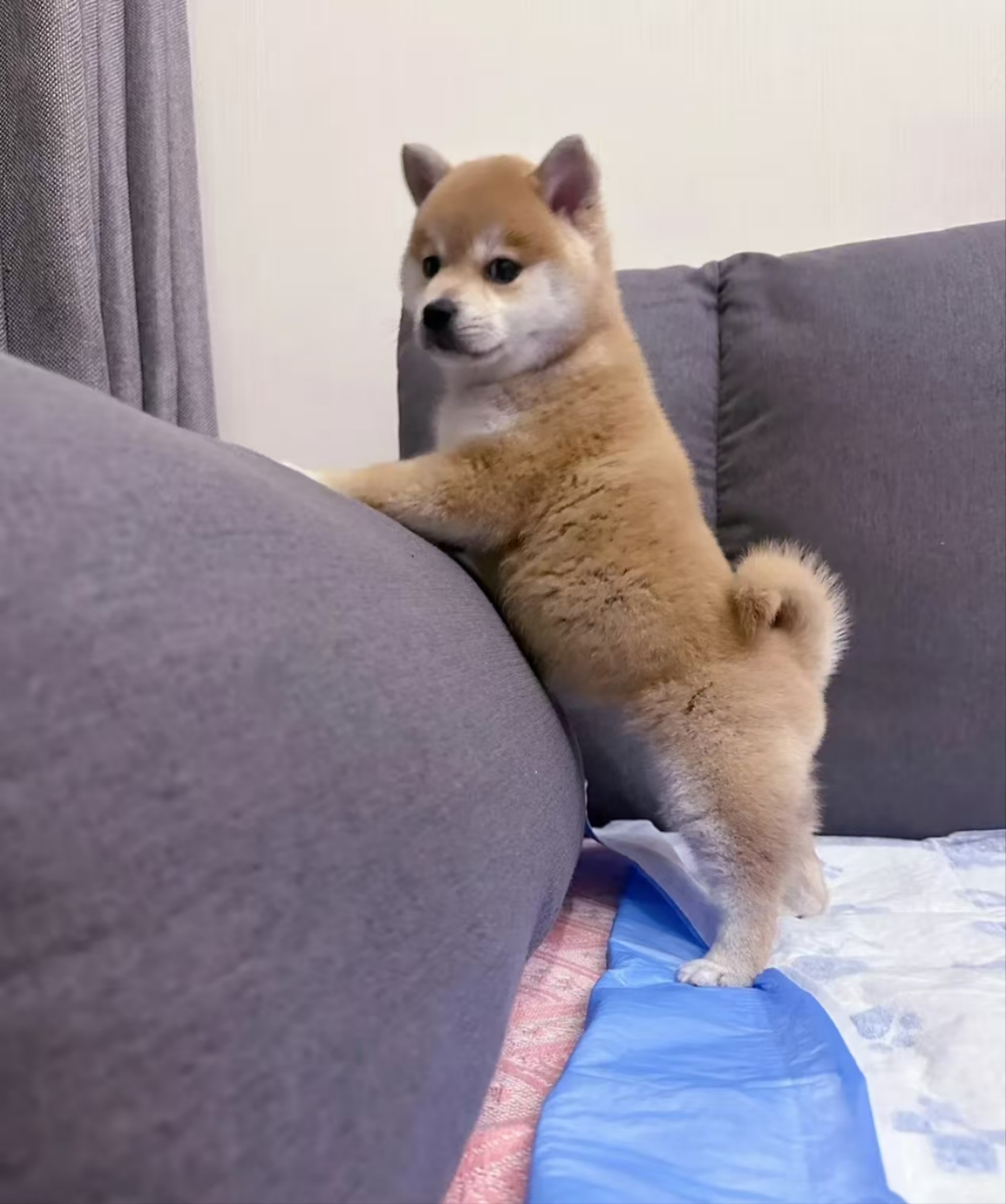 黄狗白面小柴犬